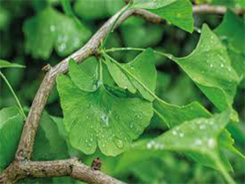 How Does Ginkgo Biloba Extract Powder Enhance Antioxidant Protection?